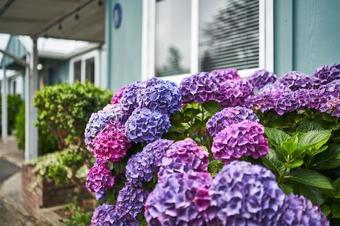 Motel Netarts Surf Inn