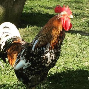 Agroturismo Farm Stay Happy Dogs Ranch