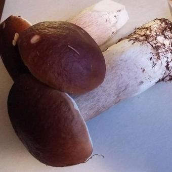 Bed & Breakfast Strindbergs G�rd