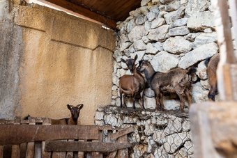 Posada Roba Albanisi