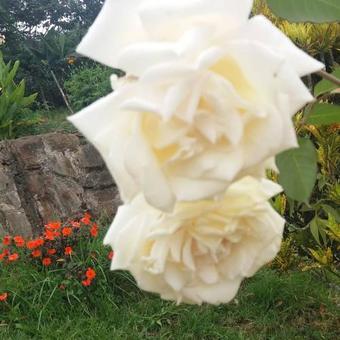 Posada Casa Cafe - Samaland