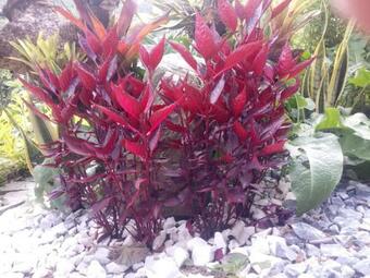 Agroturismo Jardines De Berlin