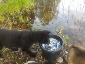 Hostal Aghrousadba Zapovednyi Ostrov