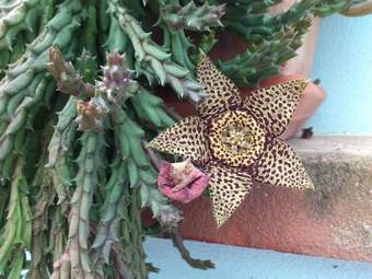 Bed & Breakfast La Pavoncella