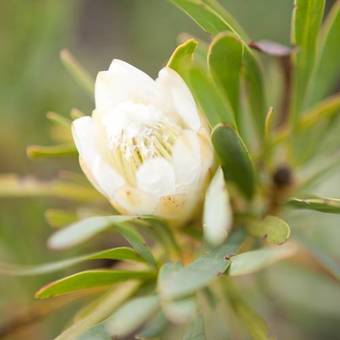 Agroturismo Bartholomeus Klip Farmhouse