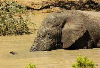Lodge Hillsnek Safari Camp ? Amakhala Game Reserve