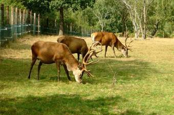 Vakantiepark Les Onays I