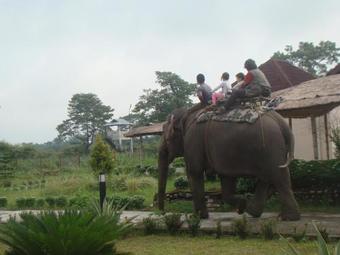 Hotel Musa Jungle Retreat