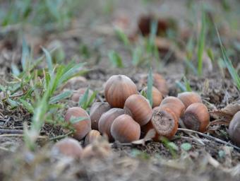 Agroturismo Fattoria Lucciano