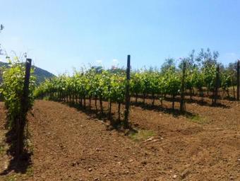 Agroturismo Agriturismo Il Colle