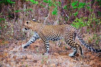 Villa Yala Crocodile Park Bungalow