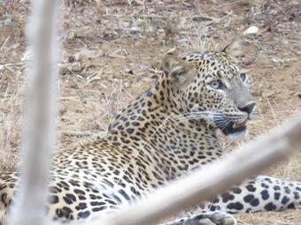 Hostal Wilpattu Guest