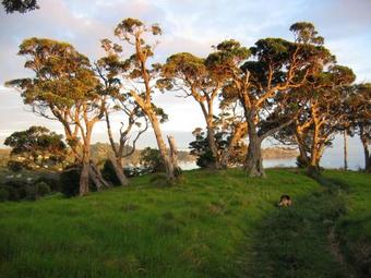 Apartamento The Nikau Loft