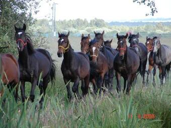 Domki Letniskowe Solaris