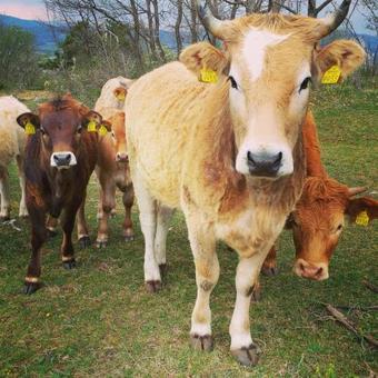 Agroturismo Tourist Farm Pri Andrejevih