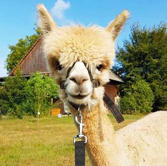 Apartamento Urlaub Mit Alpakas