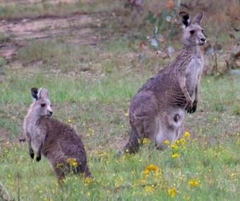 Bed & Breakfast Mutton Falls