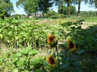 Bed & Breakfast Grunewald