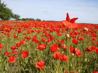 Modern Holiday Home In Satow With Terrace