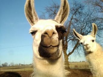 Apartamento Ursenbacherhof