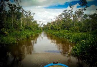 Orangutan River Cruise