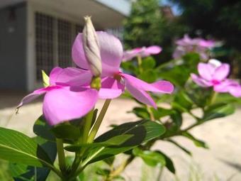 Kayangan Homestay Perlis