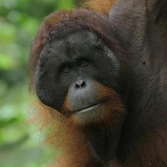 Sukau Backpackers B&B