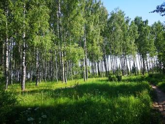 Agroturismo Eco-cottage Losinoye