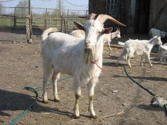 Agroturismo Guest House Koziy Dvor