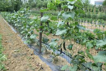 Hostal Restaurant Bric Dekani