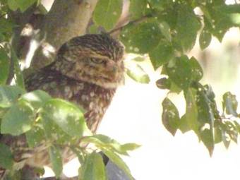 Casa Da Comadre - Casas De Taipa