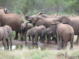Casart Game Lodge