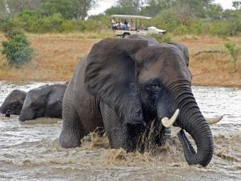 Lodge Jabulani Safari