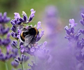 Bed & Breakfast Theodosius Forest Village