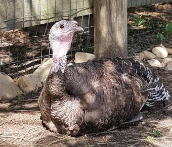 Bed & Breakfast Heartland Country Resort & Lodge