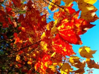 Tentrr - Whispering Pines