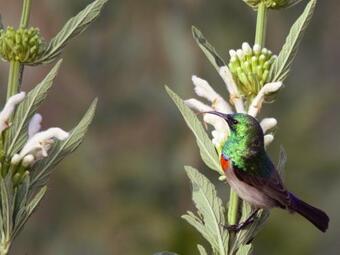 Cederkloof Botanical Retreat