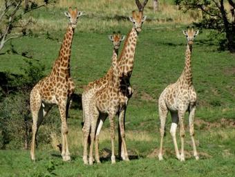 Lodge Kwaggashoek Game Ranch