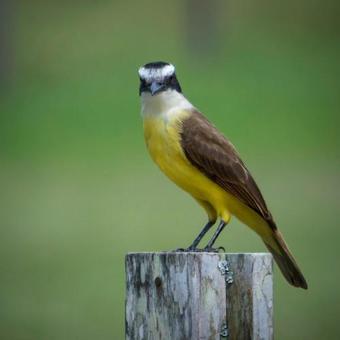 Hotel Pousada Alto S�o Martinho