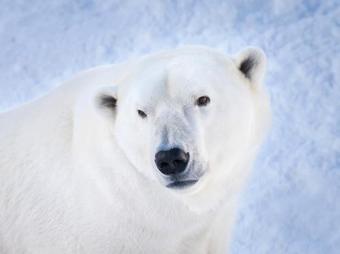 Hotel Arctic Fox Igloos