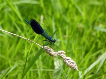 Bed & Breakfast Les R�ves De Flamboin