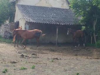 Hostal Likaskal�cs