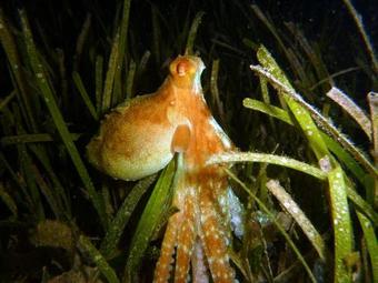 Hotel Kadidiri Paradise