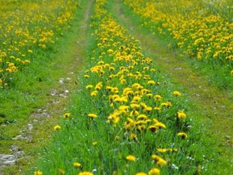 Apartamentos Ferienhaus Kuisle