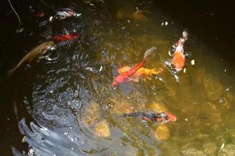 Lodge Eden's Boutique