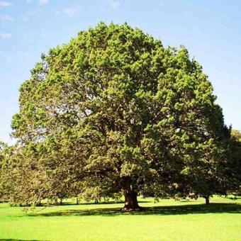 Bed & Breakfast Odem Country Lodging