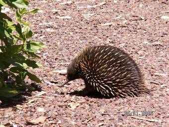Villa Southern Grampians Cottages