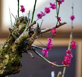 Hostal Kougetsu Sanso -- Moon Villa In Tokyo