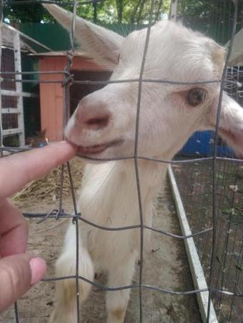 Holiday House Rossinka