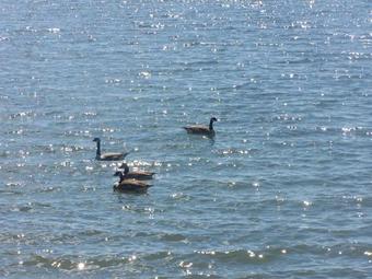 Hotel Alpine Lake Resort